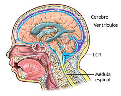 Sistema Cerebroespinal
